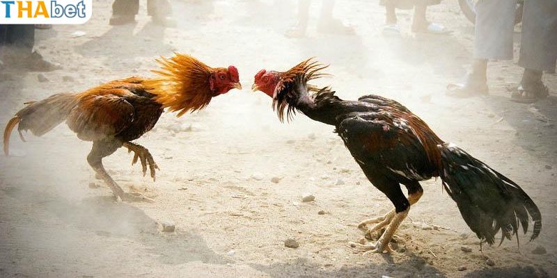 Kinh nghiệm đặt cược đá gà cựa sắt thắng nhanh chóng tại Thabet