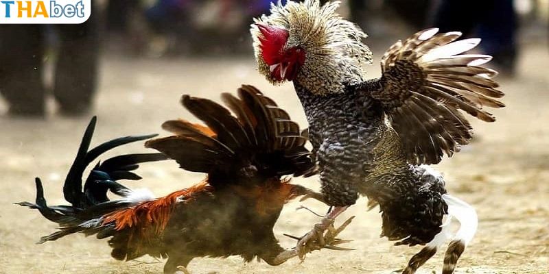 Đá gà đòn độc giúp chiến kê chiến thắng nhanh chóng